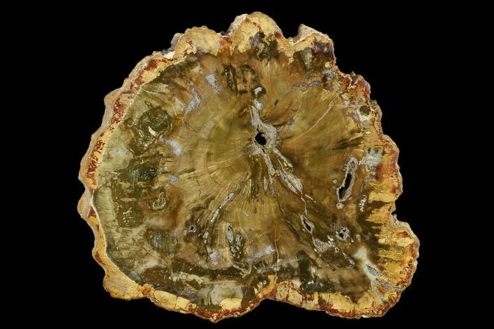 3.5" Petrified Wood (Araucaria) Slab - Madagascar 